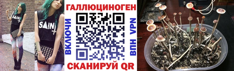 где купить Тырныауз Псилоцибиновые грибы Psilocybine cubensis
